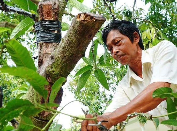 Xoài bonsai cho lợi nhuận cao