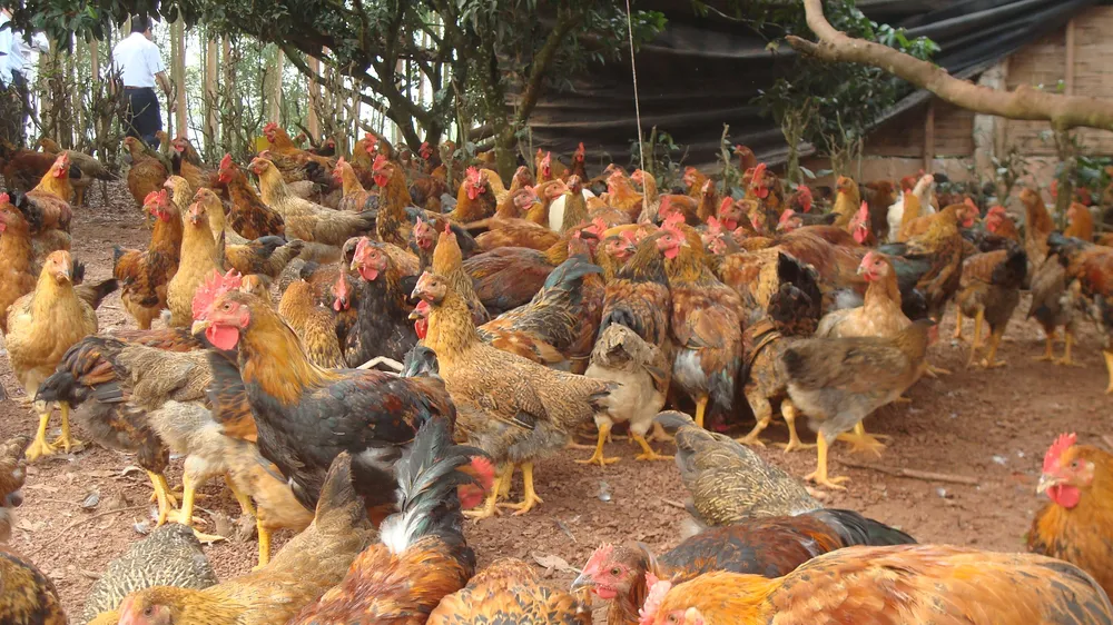 Cúm gia cầm H5N6 là một bệnh truyền nhiễm nguy hiểm, bệnh có tốc độ lây lan rất nhanh