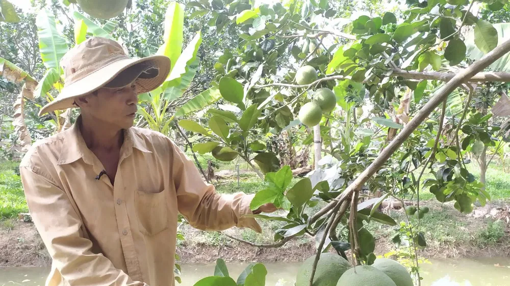 Nông dân Bến Tre tập trung khôi phục vườn cây ăn trái sau khi công bố kết thúc thiên tai do xâm nhập mặn. Ảnh: TÍN HUY
