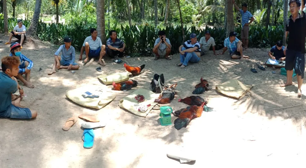 Bắt quả tang 12 đối tượng đá gà ăn thua bằng tiền