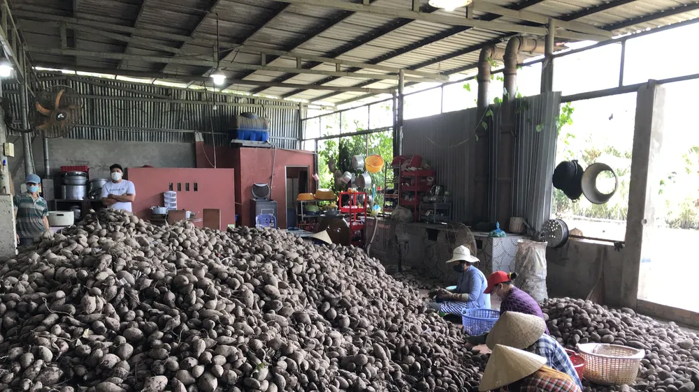 Khoai lang tại tỉnh Vĩnh Long đang rớt giá
