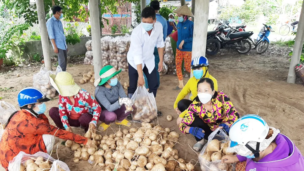 Bến Tre hỗ trợ tiêu thụ khoảng 200 tấn củ sắn cho bà con Thạnh Phú