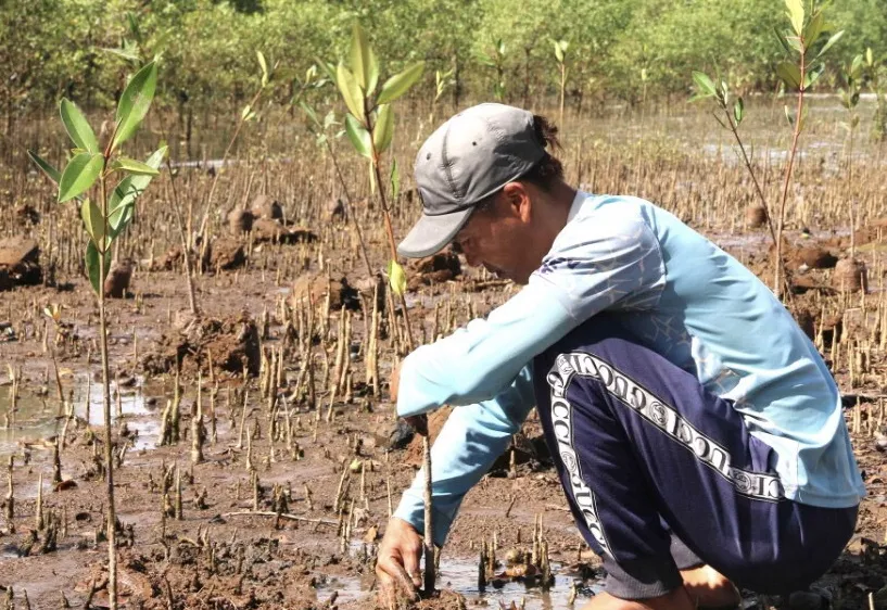 Trà Vinh trồng 2,1 triệu cây xanh