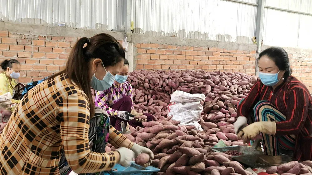 Vĩnh Long tập huấn xuất khẩu khoai lang chính ngạch