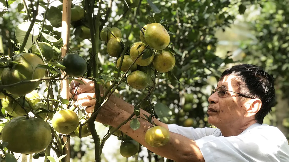 Vực dậy ngành kinh tế quan trọng của huyện Lai Vung