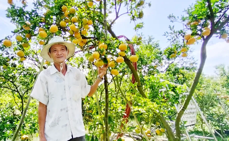 Giá quýt hồng giảm, nông dân cải tạo vườn, chuẩn bị cho vụ mùa cuối năm 2023