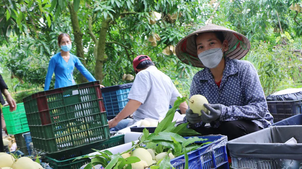 Lễ hội Xoài Đồng Tháp năm 2023