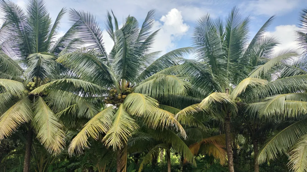 Bến Tre có diện tích dừa lớn nhất ở ĐBSCL, được xem là tiềm năng trong việc triển khai tín chỉ carbon
