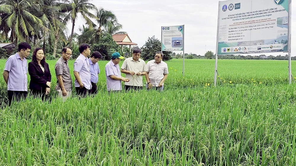 Mô hình thí điểm 50ha tại xã Láng Biển, huyện Tháp Mười đã mang lại hiệu quả đáng mừng cho nông dân