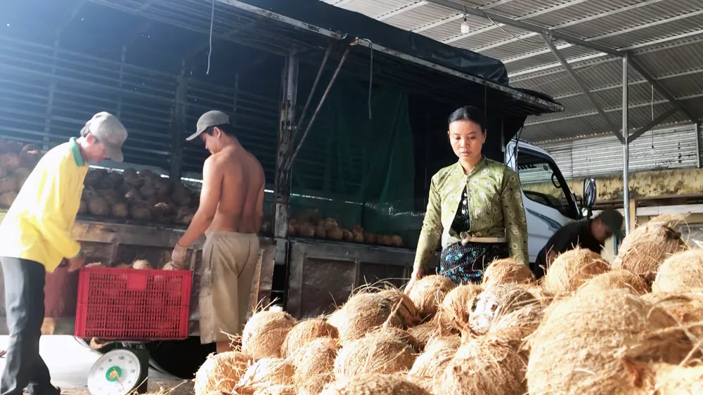 Giá dừa khô nguyên liệu giảm nhanh, giảm còn 1/3 giá so so với tháng trước đó