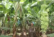 Hoạt động kinh doanh tại các xã phường của TPHCM đang khởi sắc