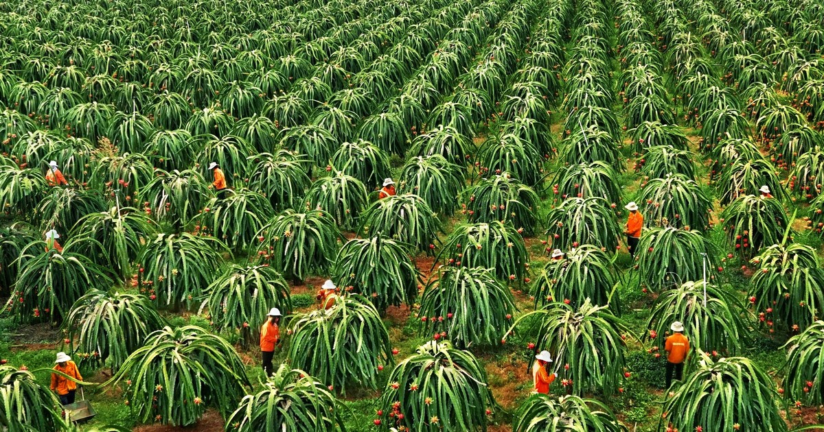Kỷ niệm 30 năm tái lập tỉnh Bình Thuận (1992-2022): “Thủ phủ” thanh long  hướng đến phát triển bền vững | BÁO SÀI GÒN GIẢI PHÓNG