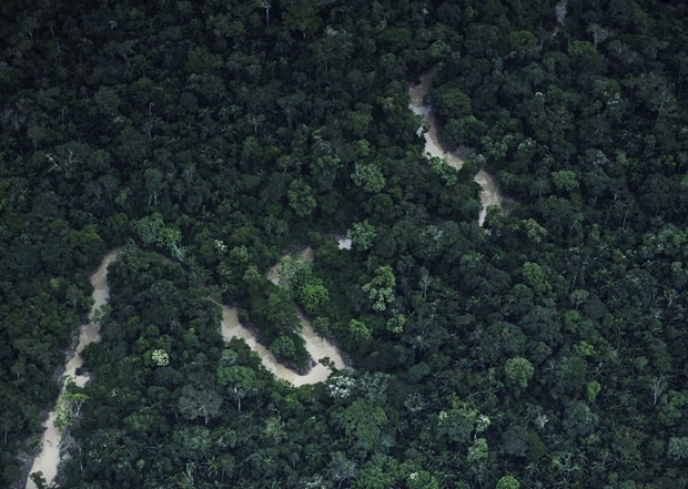 Peru và Colombia thúc đẩy hợp tác bảo vệ rừng Amazon