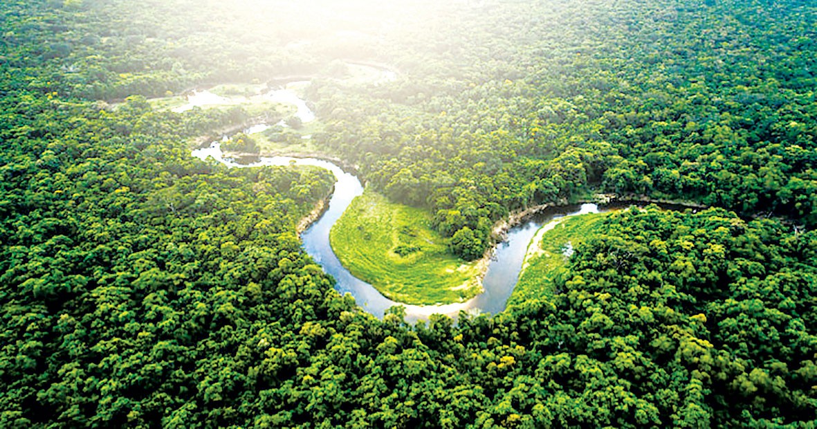Truy tố hơn  đối tượng phá rừng Amazon | BÁO SÀI GÒN GIẢI PHÓNG