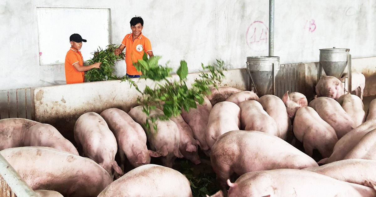 Xây dựng ngành chăn nuôi lợn theo hướng tự chủ tiến tới xuất khẩu  Nhịp  sống kinh tế Việt Nam  Thế giới