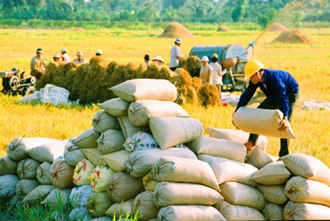 Vietnamese rice exports need diverse markets | Báo Sài Gòn Đầu Tư Tài Chính