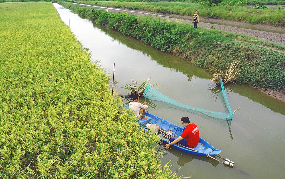 Sản xuất lúa hữu cơ Lối đi hiệu quả bền vững  BÁO SÀI GÒN GIẢI PHÓNG