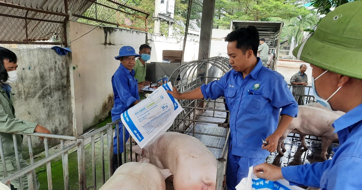 heo-nai-hau-bi-cua-nguoi-dan-xa-binh-thang-huyen-trang-bom-dang-duoc-nuoi-voi-quy-trinh-khep-kin-dam-bao-dau-ra-9363.jpg.webp