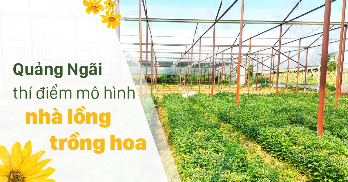 Mô Hình Trồng Hoa Lớn Nhất Việt Nam  hatgiong37comvn