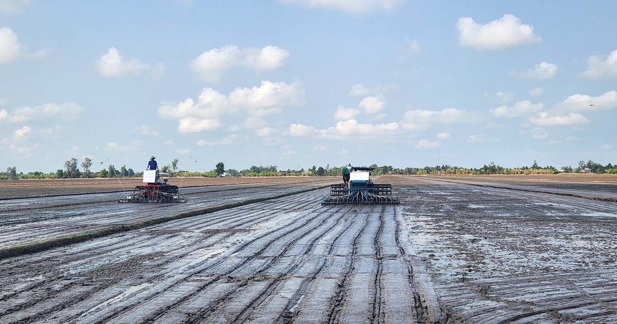 Việt Nam triển khai dự án 1 ha ruộng lúa ít carbon, chất lượng cao