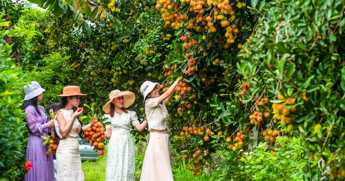 Lễ hội trái cây Long Khánh năm 2024 diễn ra từ ngày 12 đến 16-6 | BÁO ...