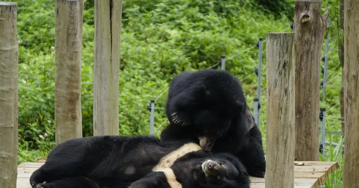 Trẻ em vẽ tranh bảo vệ loài gấu ở Việt Nam và hội thảo không tiêu thụ ...