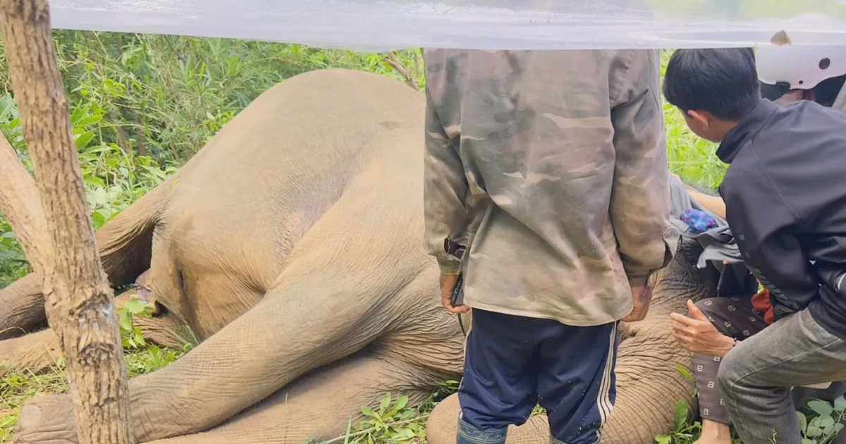 Gặp nạn trong rừng, một cá thể voi nhà ở Đắk Lắk chết | BÁO ...