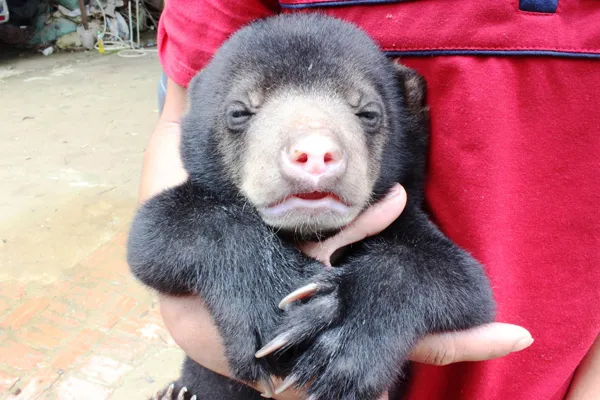 Gấu hoang dã tại 22 khu bảo tồn ở Việt Nam suy giảm nghiêm trọng | BÁO ...