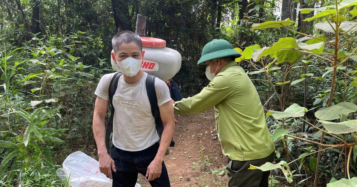 Sâu róm lại xuất hiện gây hại rừng thông phòng hộ ở Hà Tĩnh | BÁO SÀI ...