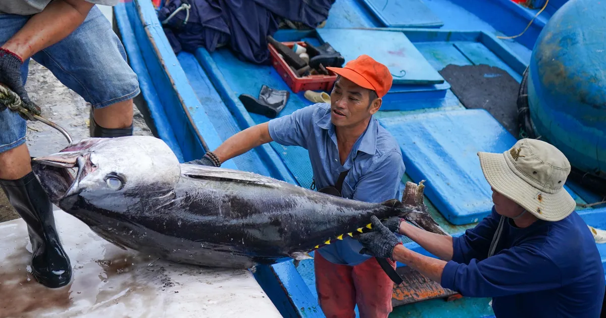 Ngư dân Khánh Hòa trúng đậm cá ngừ đại dương - BÁO SÀI GÒN GIẢI PHÓNG