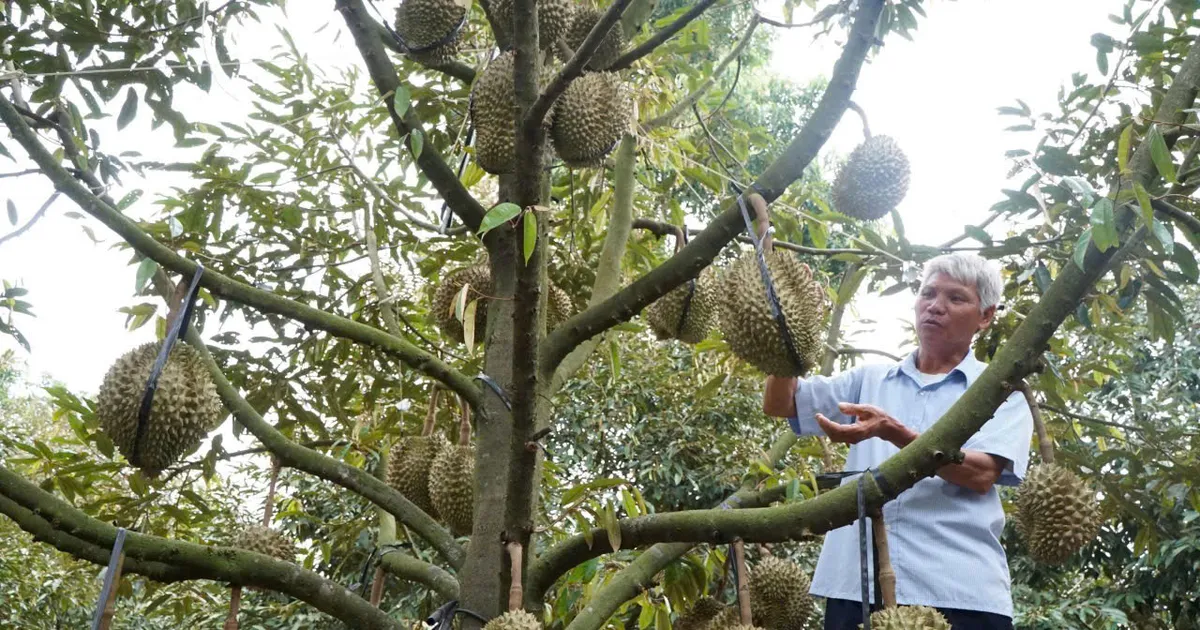 Xuất khẩu rau quả quý 1 đạt gần 1,5 tỷ USD