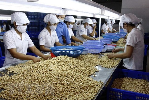 All containers of cashew nuts suspected of being scammed returned to Vietnam