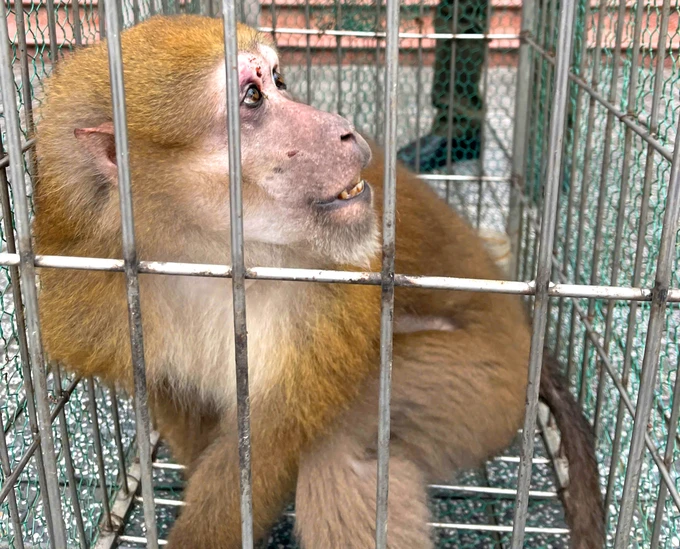 Rare 13kg rhesus macaque rescued, set for release in Ha Tinh | SGGP ...
