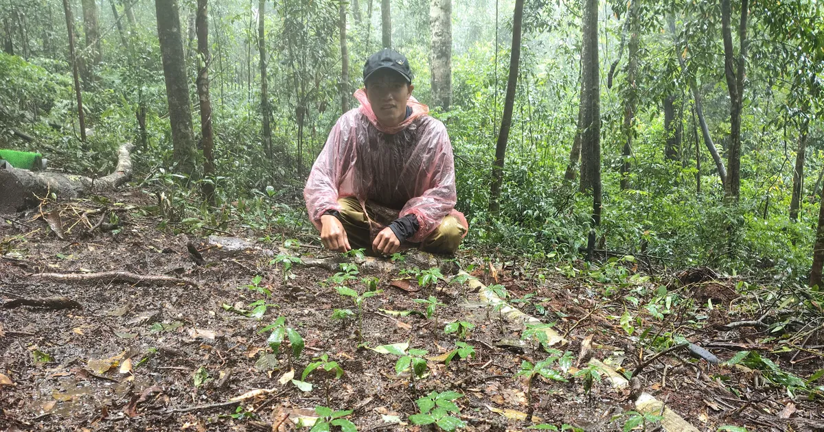 Nâng cao thu nhập cho người trồng sâm Ngọc Linh