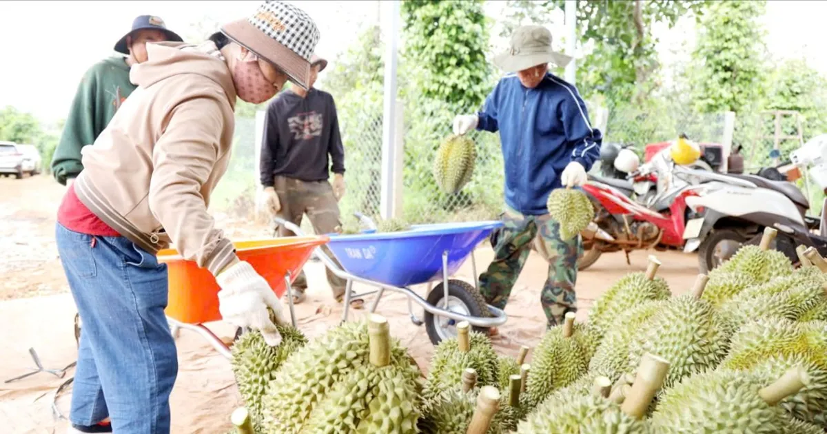 “Thông đường” xuất khẩu sầu riêng