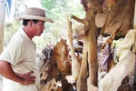 Sinh động gỗ lũa