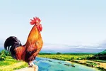 Tiếng gà gáy đêm gần sáng