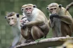 Xuất khẩu khỉ chính ngạch sang Trung Quốc 