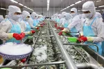 Tôm Indonesia nhiễm phóng xạ, doanh nghiệp Việt cần tăng kiểm nghiệm và công bố minh bạch
