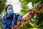 Cơ chế 'thu trước - hoàn sau' khiến doanh nghiệp nông, lâm, thủy sản chôn vốn 'chết'
