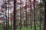 Lâm Đồng: Rừng thông 3 lá bị 'tàn sát' hàng loạt