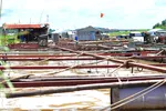 Nuôi cá lồng bè tự phát trên sông La Ngà là một trong những nguyên nhân khiến sông Đồng Nai ô nhiễm