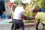 Trăn Python molurus 'khủng' hơn 40kg bò vào trang trại nuốt bê con