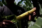 A Bellevue, Iowa farmer poses for a portrait in his corn field. © Reuters