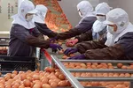 Workers wearing face masks sort and package eggs at a factory in China's Shandong Province on Feb. 18. © Reuters