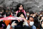 Visitors wearing protective face masks look at blooming cherry blossoms at Ueno park in Tokyo. © Reuters