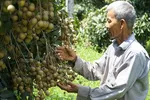 Longan orchards in Chau Thanh District, Dong Thap Province are ready for harvest. Photo by VnExpress/Ngoc Tai.