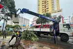 Công nhân Công ty UPC xử lý cây sao đen bị đổ xuống đường Lê Hồng Phong (phường Vũng Tàu) vào chiều 21-7. Ảnh: QUANG VŨ