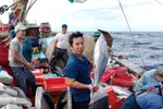 Một ngư dân Quảng Bình trúng luồng cá ngừ hơn 10 tỷ đồng