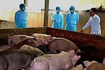 ĐBSCL: Dốc sức ngăn chặn dịch tả heo châu Phi lan rộng